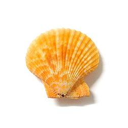 Pares de conchas de vieira de color Pecten Nobilus - 2-3 pulgadas - Filipinas