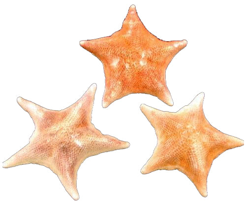 Estrella de mar murciélago de 4 a 6 pulgadas - México