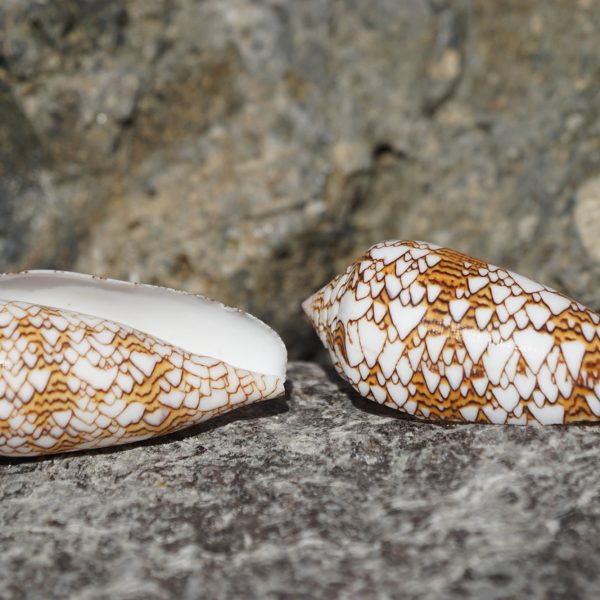 Conus Textile - Conchas cónicas - XL