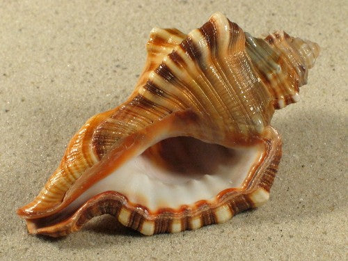 Conchas de Cymatium Perryi - 3 pulgadas - Filipinas