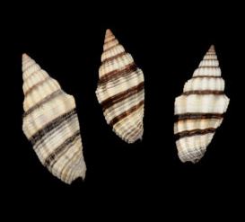 Mitra Rugosom - Mitra Rogusa - Vexillum Rugosum - 1 - 2 pulgadas
