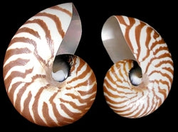 Conchas de nautilus naturales - 3 - 4 pulgadas