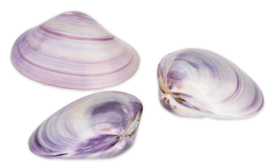 Polished Purple Clam Pairs - 1.5 + inches