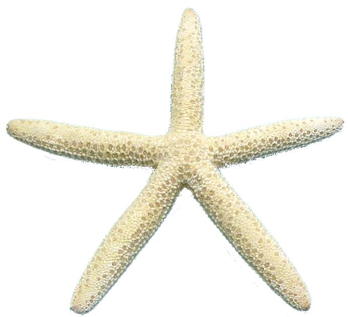 Set of 7 White Finger Starfish (7 Sizes) - Linckia Laevigata