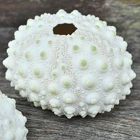 Erizos de mar blancos con granos nudosos - 5 cm - Astropyga radiata - Filipinas
