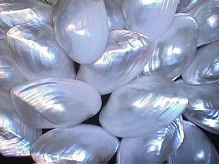 White Mussel Pairs - 3.5 + inches - Hyriopsis Cumingi - Thailand