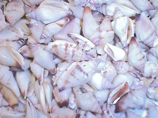 Conchas de Polselephanli pulidas