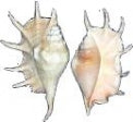 Conchas Lambis Truncata de Grado 2 - 8 pulgadas