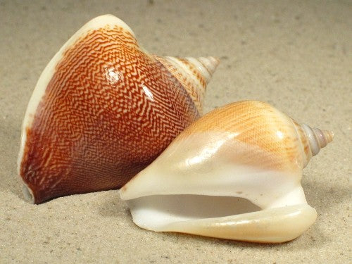 Indian Canarium - 2 - 3 inches