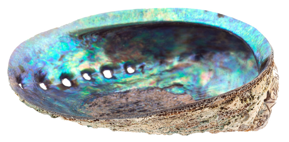 Concha de Abulón Paua - Haliotis Iris 4 pulgadas + Nueva Zelanda - Natural