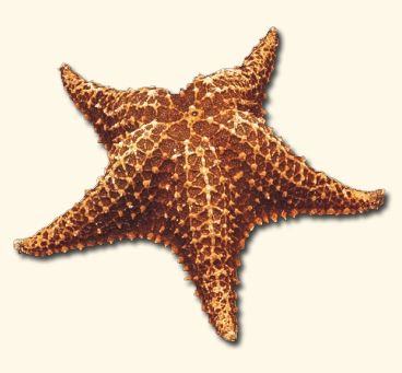 Estrella de mar de Bahama - Oreaster Reticulat - 6 - 8 pulgadas