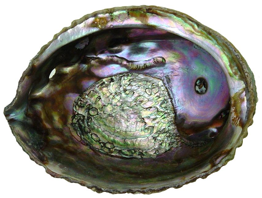 Abulón Rosa 3.5 pulgadas + Haliotis Corrugata - México