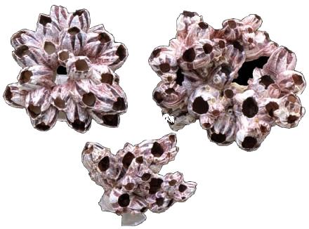 PERCEBES GIGANTES PÚRPURAS 7-9 pulgadas lepas psithacus (10 POR CAJA)