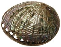 Polished Green Abalone - Haliotis Fulgens - 5 - 6 inch