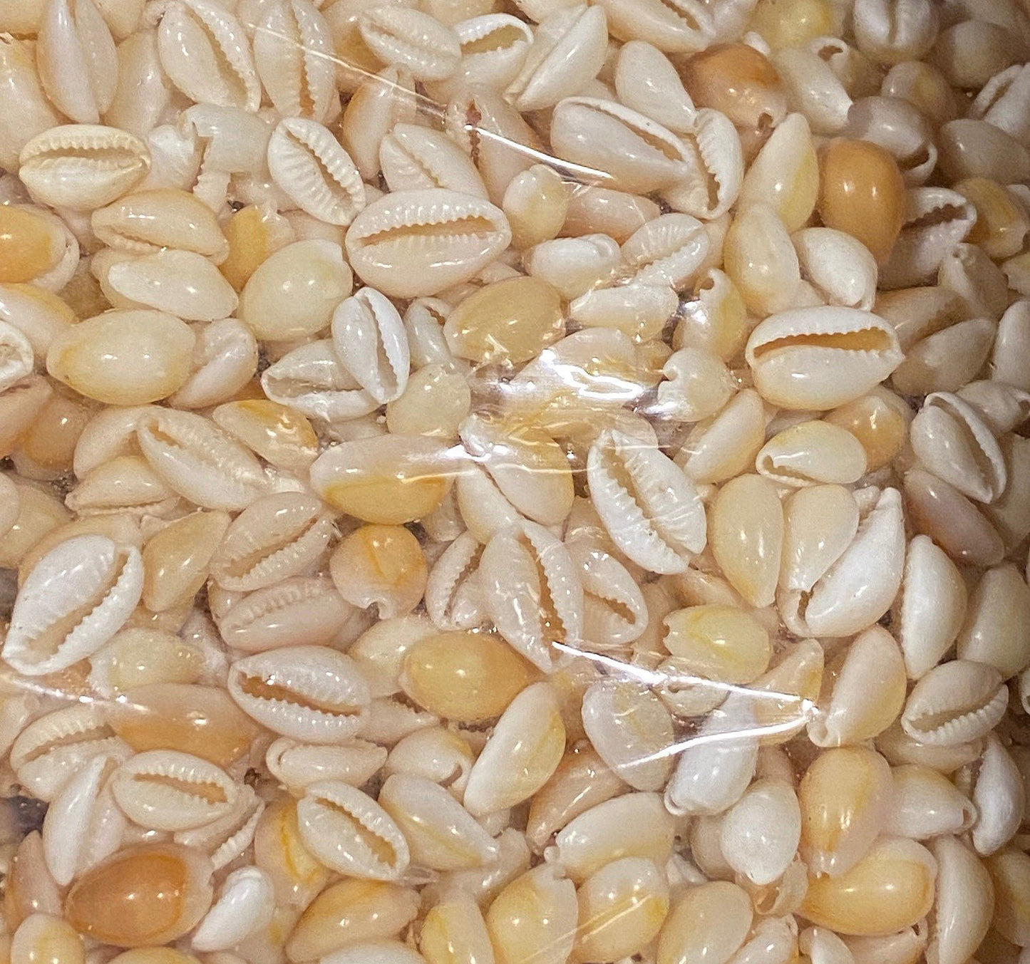 1 KG - Cypraea Annulus - Cooked - 0.5 inches - Fawn Colour