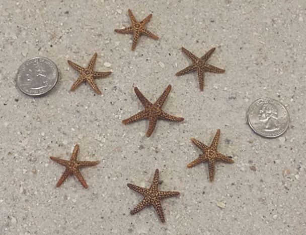 Estrella de mar marrón de Florida (1,5 a 2 pulgadas)