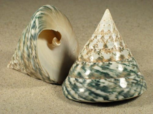 Troca verde pulida