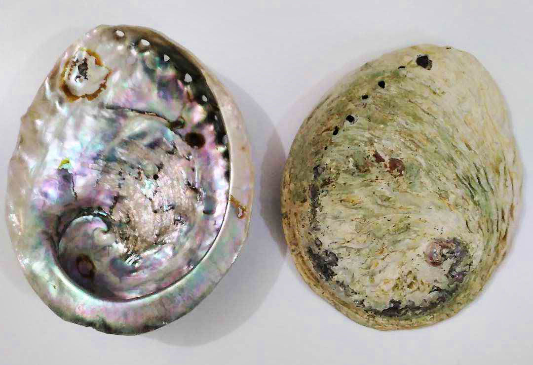 5.5 inch - Midae Abalone - 14cm - Haliotis Midae - South Africa - All Natural - NEW723