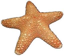Estrella de mar de la jungla (3-4 pulgadas) Pentaceraster mammillatus