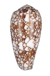 Conus Omaria - 2 + pulgadas