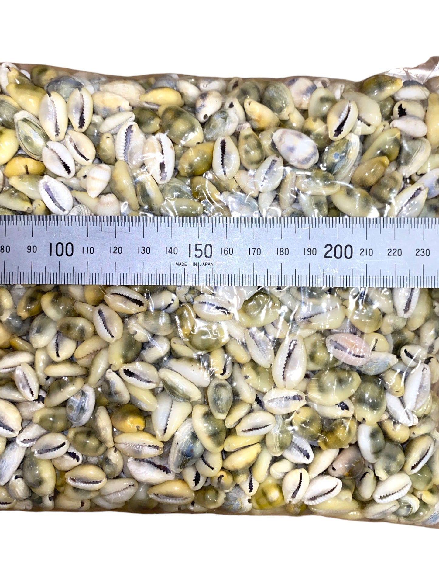 1 kg - Cauri del dinero - Cypraea Moneta - 0,5 pulgadas