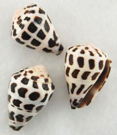 Conchas cónicas hebreas - 1 - 2 pulgadas