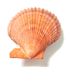 Pares naturales de Pecten Nobilus - 3 - 4 pulgadas