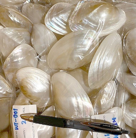 Pares de mejillón blanco - 2,5 - 3 pulgadas - Panapia Generosa - Tailandia