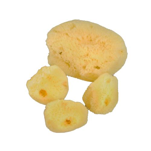 Esponja marina de 5 cm + cosmética - Natural - Blanqueada - Filipinas