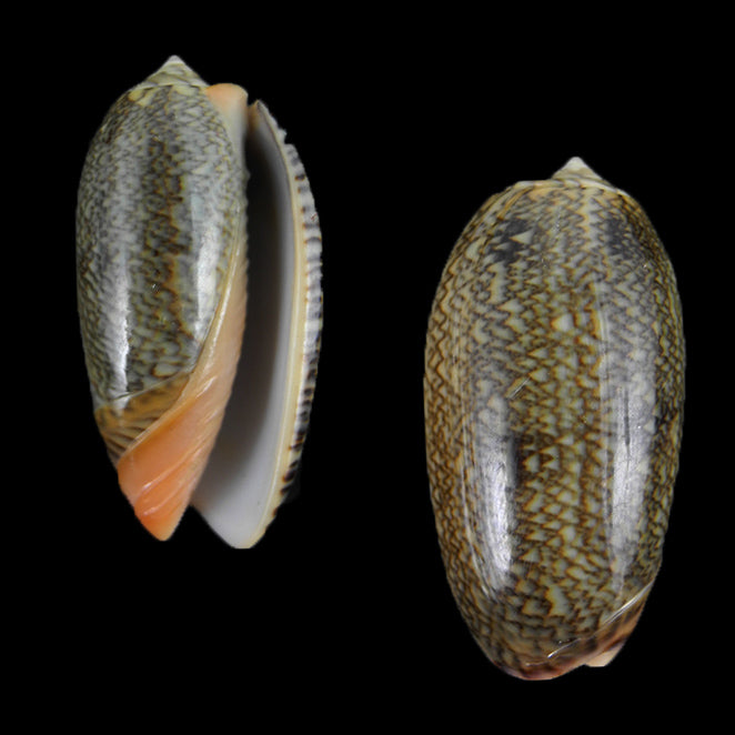 Oliva reticulada