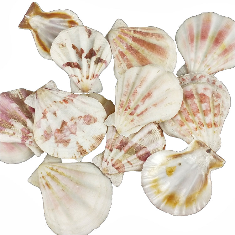 1 kg - Mini Patas - Vieiras Plicadas - 3 a 4,5 cm - 1,2 a 1,75 pulgadas - China