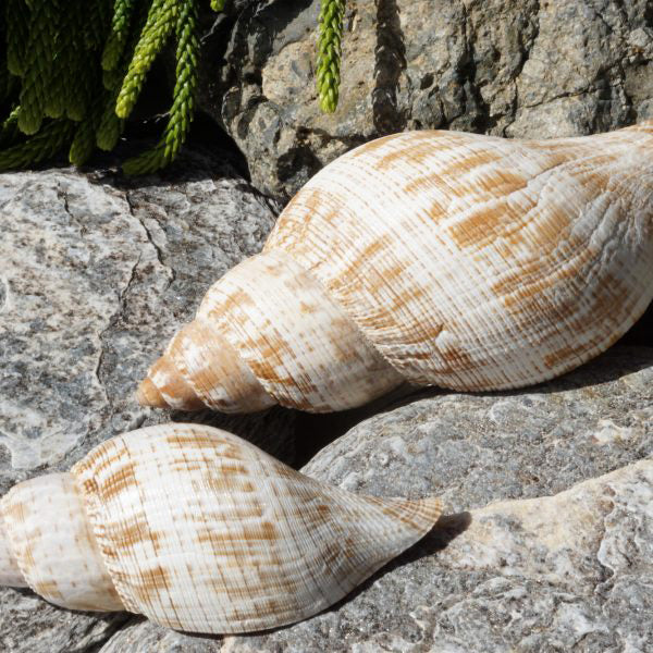 Conchas de tulipán - Fasciolaria Hunteria - 2,5 pulgadas