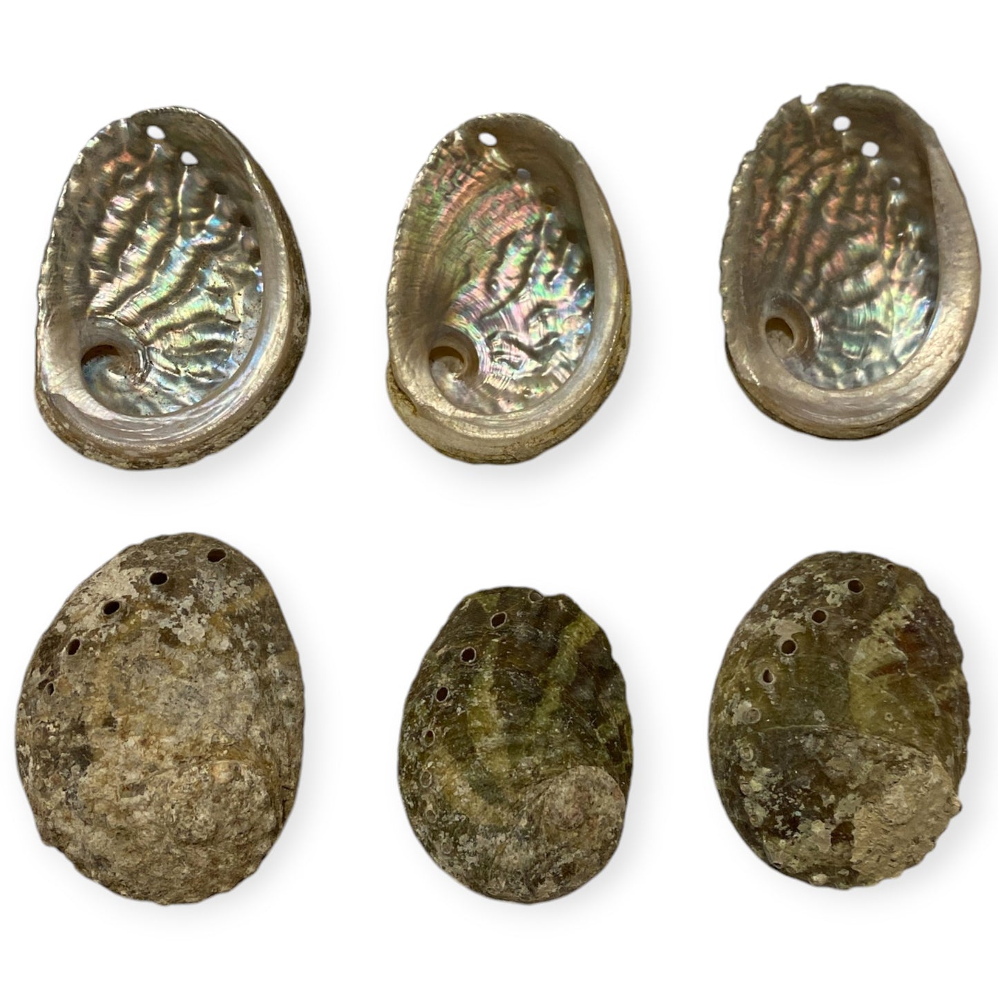 Sheep's Ear Abalone - Haliotis Ovina - 2.31 - 3.5 inches 6 to 9cm - Green - All Natural