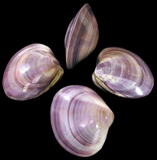 Banded White Striped Purple Clam Pairs - 3.5 - 4 inches