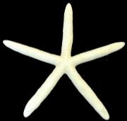 White Finger Starfish Bluey Bleached (5 - 6 inch) - Linckia Laevigata - Philippines