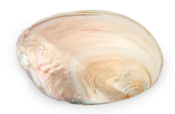 Polished Chinese River Clam Pairs - 8 + inches