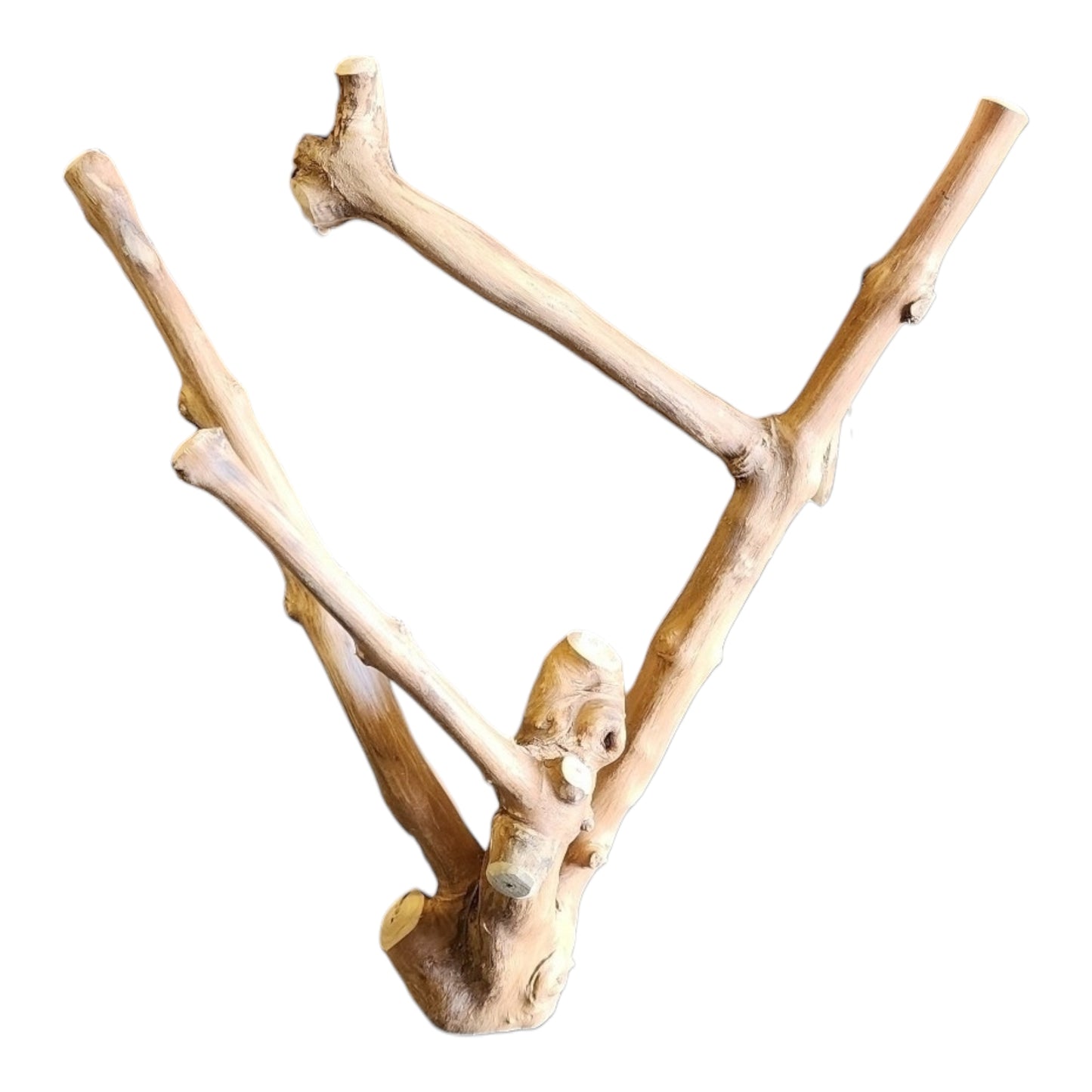 17.5 inch Long - COFFEE DOUBLE BRANCH- Medium 45cm Long - Indonesia - NEW923 - #8D