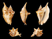 PK/12 - Caracola de gallo - 3 - 4 pulgadas