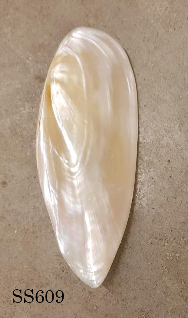 Oblong Pink Fat Clam Half 3 inch + Hyriopsis Desowitzi - Thailand