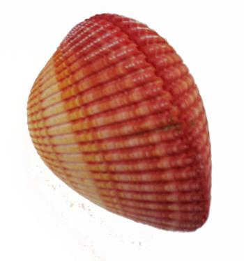 Cardium rosado - Cardium pseudolima - 5 pulgadas