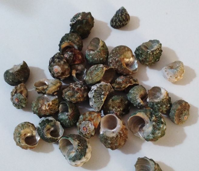 1 KG - Small Green Snail Shells - .25 inch