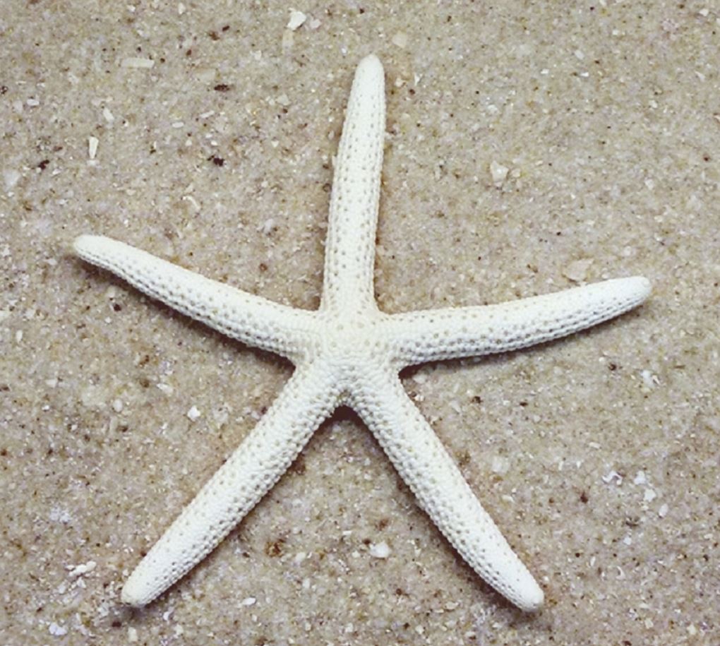 White Starfish - Bleached Bluey (2 - 3 inch) - Linckia Laevigata - Philippines
