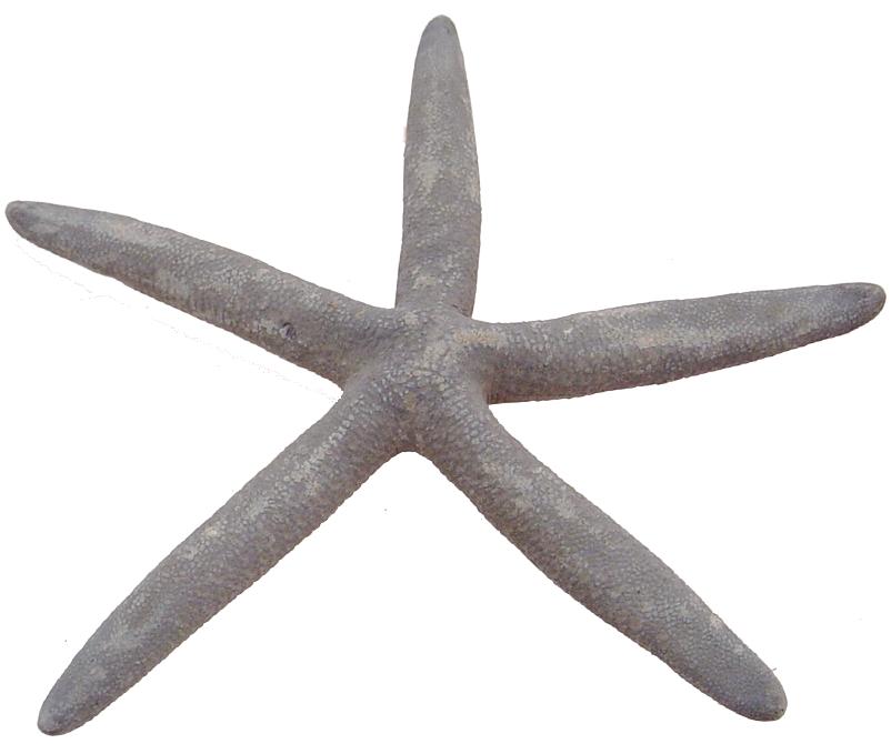 Estrella de mar de dedo azul natural de 5 a 6 pulgadas - Linckia laevigata - Filipinas