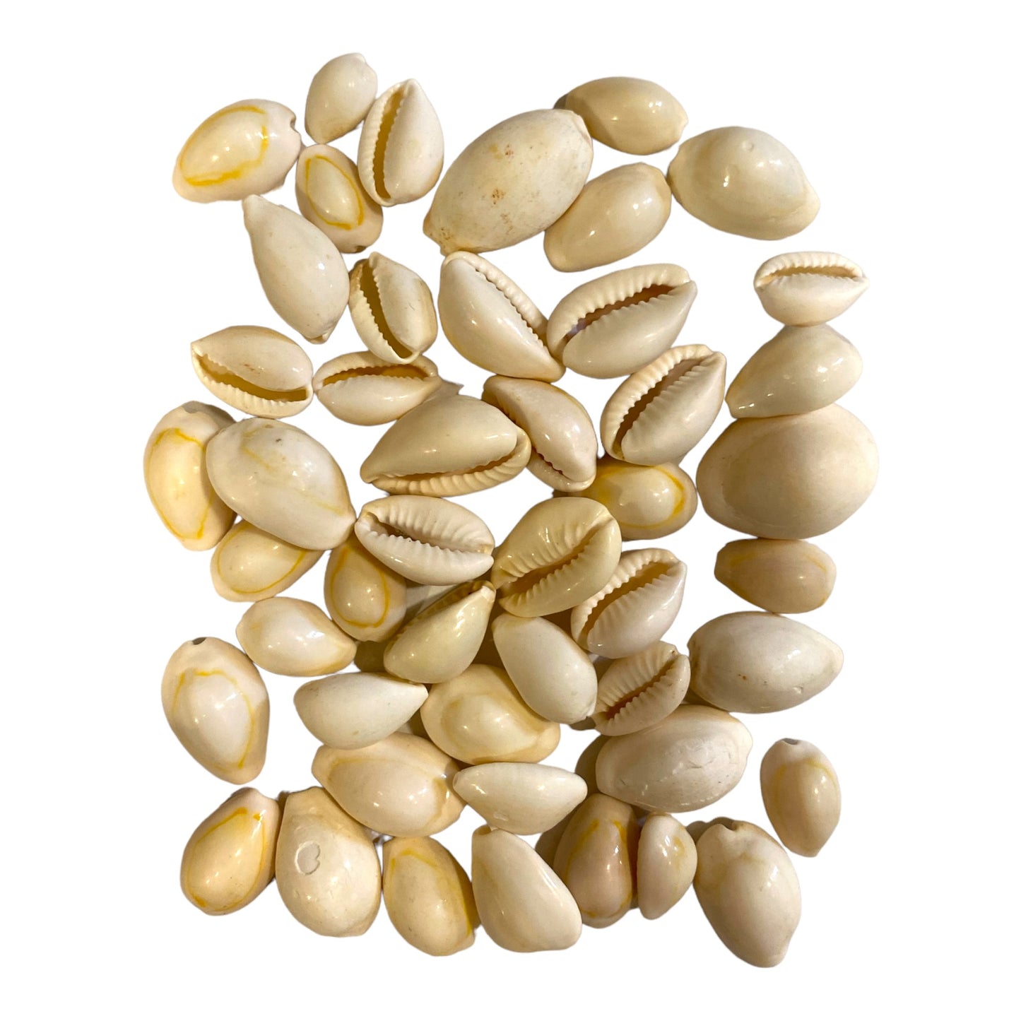 1 kg - Cypraea Annulus - Cocido - 0,5 pulgadas - Color leonado