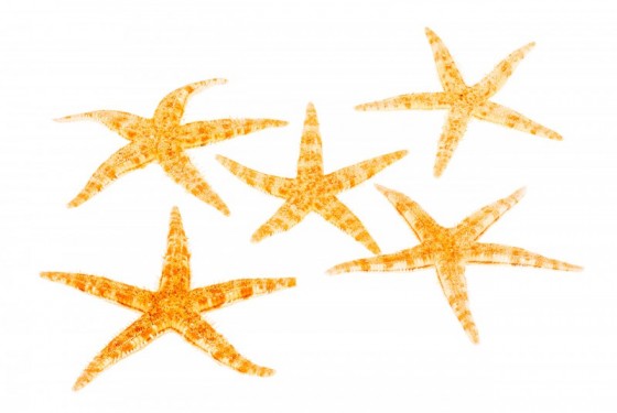 Estrella de mar filipina (0,5 - 1 pulgada)