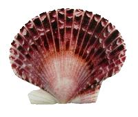 Mitades de vieira de pecten morado natural - 5 a 8,9 cm - Filipinas