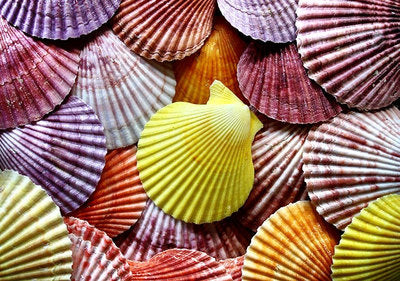 Pares de Pecten Nobilus de colores - 3"- 4"
Véase SS633
