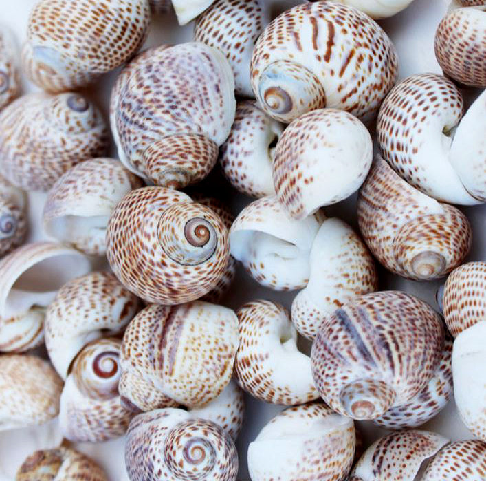 1 kg - Conchas Nautica Tigerina - Conchas Tiger Moon - Conchas artesanales a granel - 0,75 - 1,5 pulgadas - Filipinas