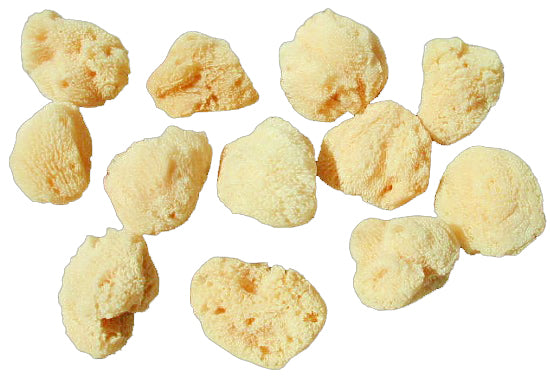 Sea Sponge 1 inch + Cosmetic - Natural - Bleached - Philippines