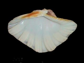 7-5 inch SYNTHETIC CLAM SOAP DISH